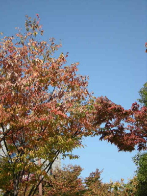 １０月３１日撮影、ケヤキ紅葉