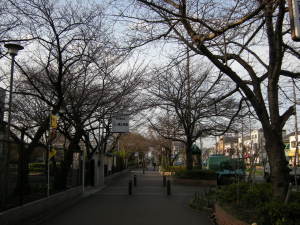 桜のトンネル