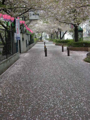 桜のトンネル(4月12日撮影) 桜のトンネル(4月12日撮影)