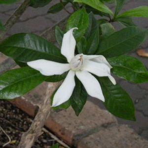 クチナシの花。 クチナシの花。