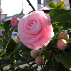 椿の花だと思います。 椿の花だと思います。